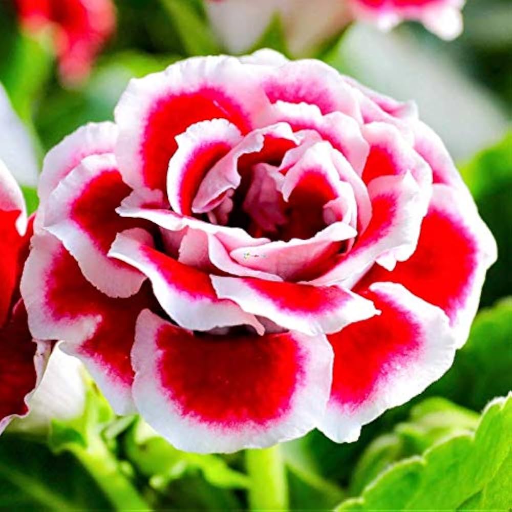Rare Gloxinia Sinningia Flower - for planting in home garden
